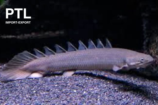 PTL69957  POLYPTERUS SENEGALUS